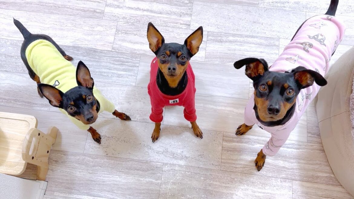 こんなに純粋な目なのに…急かしてくる愛犬たち