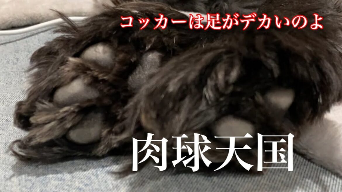 足がでかいちよ君【イングリッシュコッカースパニエル】　癒し