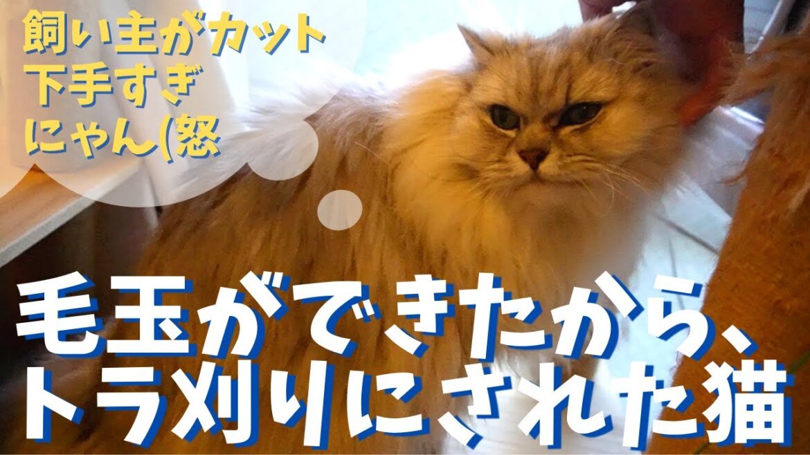 毛玉ができたからトラ刈りにされた猫｜ラガマフィンのラガさん