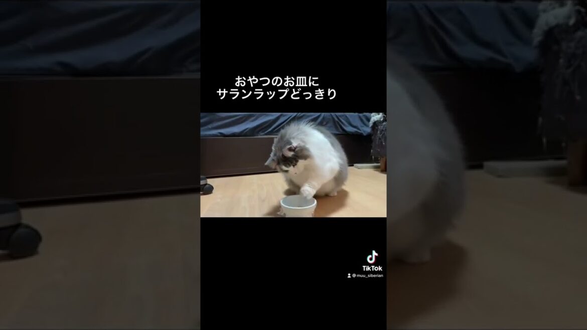 おやつのお皿にサランラップどっきり😂😂😂  #shorts #サイベリアン #ねこ #cat #кот #shorts