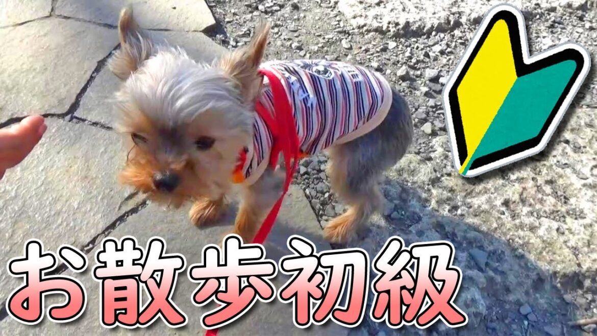 【ヨークシャテリア】まだまだ散歩に慣れないヨークシャテリア【Yorkshire Terrier】