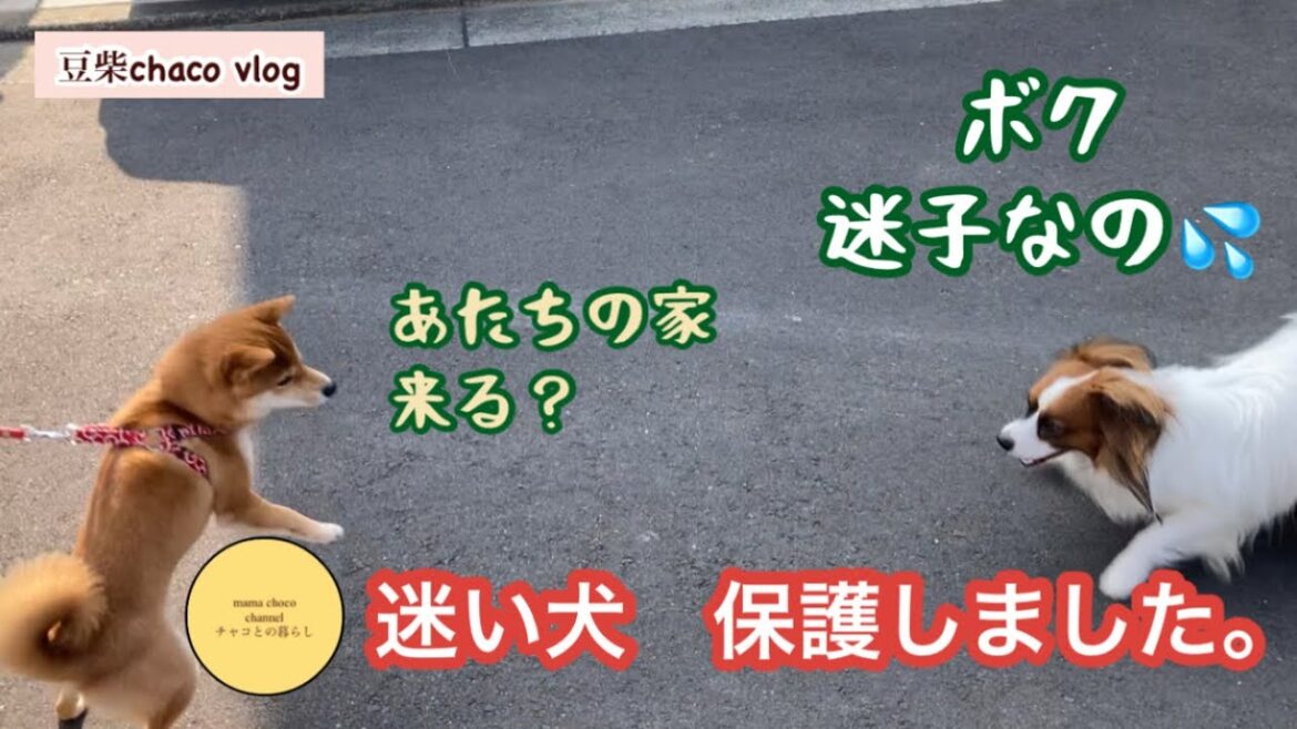 迷い犬を保護しました。／お手柄チャコちゃん
