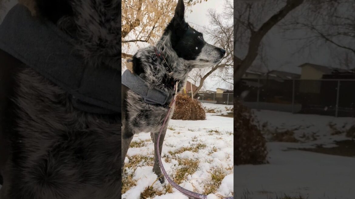 Take a walk in the snow with me and beebs. #dog #heeler #JustineBiebers