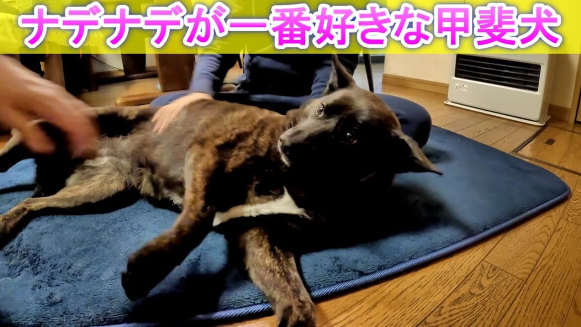 ナデナデが一番！-　甲斐犬いち