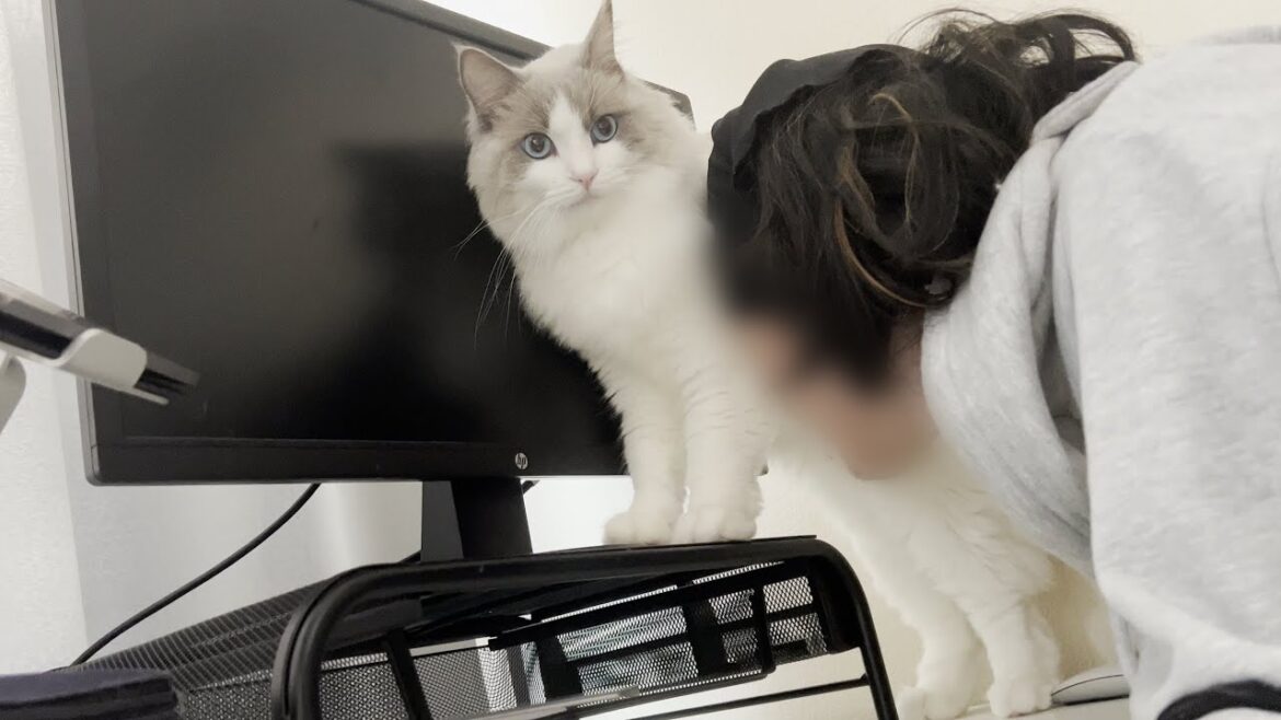 猫吸いするとイヤ鳴きしてしまうラグドール猫がこちらです...笑
