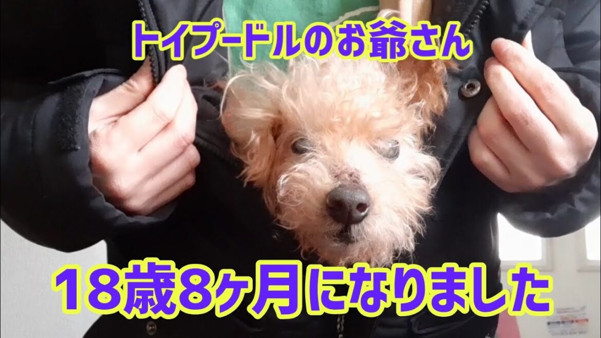 【ご報告】飼い主のMRI検査の結果&ウンチ達との楽しい日々…🤣 の巻 toy poodle 18years old 【ご報告】飼い主のMRI検査の結果&ウンチ達との楽しい日々…🤣 の巻 toy poodle 18years old