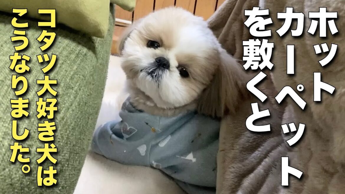 【シーズー】ホットカーペットを敷くと、コタツ大好き犬はこうなりました。【074】
