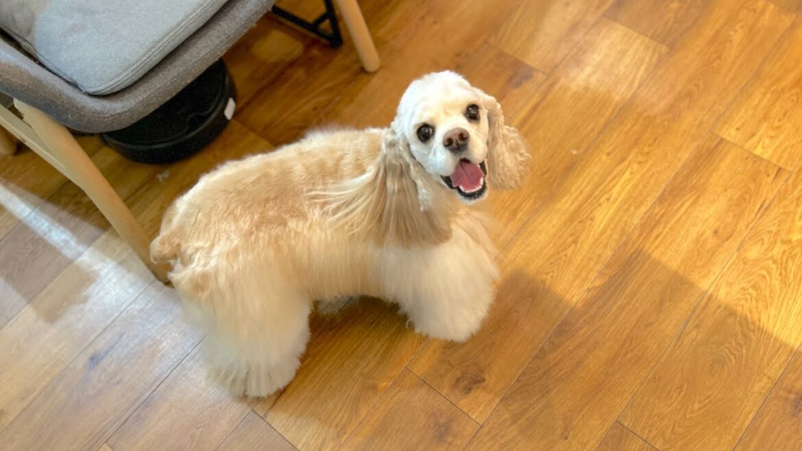 大人になっても心は子供のままなアメリカンコッカースパニエル♪(うららちゃん) 大人になっても心は子供のままなアメリカンコッカースパニエル♪(うららちゃん)