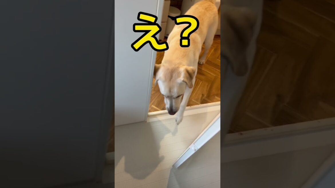 ラブラドールいつからそんなに足癖悪くなったんだ？#shortvideo #shorts #animals
