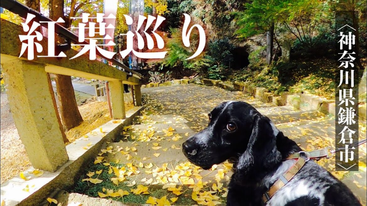 【お散歩スポット巡り#11】鎌倉の紅葉巡り　イングリッシュコッカースパニエル｢みみ｣の気持ち