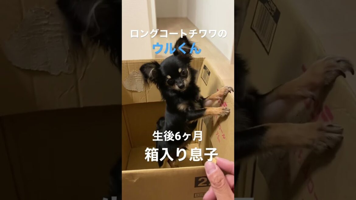 かわいい犬|ロングコートチワワのウルくん【箱入り息子よろしくね♡】