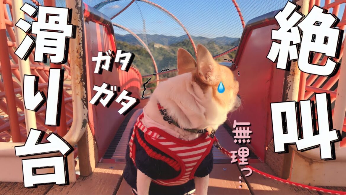 【悲劇】連れて行かれたその先はなんと…チワワ史上最悪の高層滑り台に挑戦した結果飼い主は大変な事に・・・