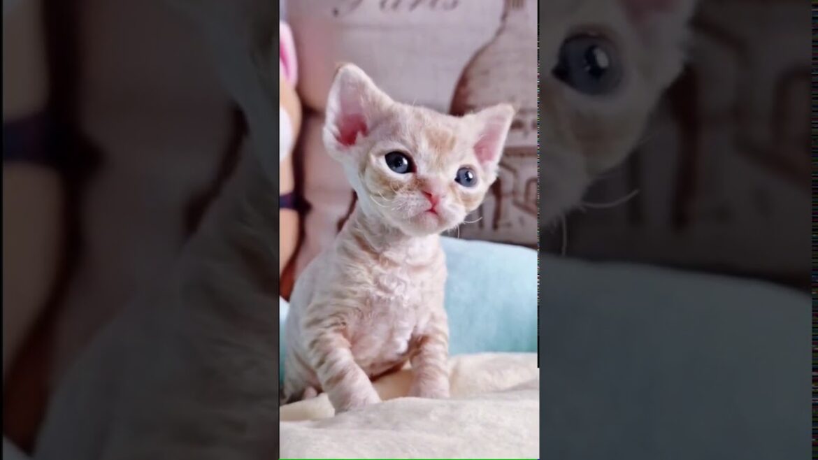 うわー！ とてもかわいい猫♥最高の面白い猫の動画_赤ちゃん猫_素敵な子猫♥ゴージャスな子猫の動画＃512
