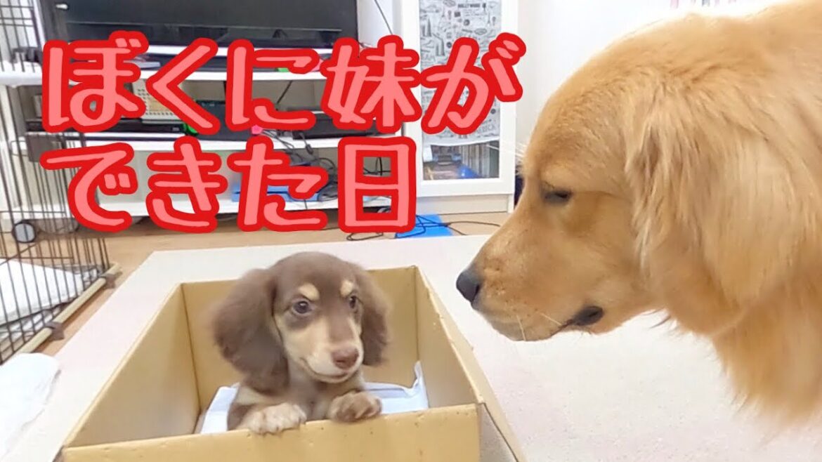 【大型犬と小型犬の出会い】ダックスの子犬と出会った先住犬の反応が凄い！お迎え初日、ゴールデンレトリバーのクッキーと初対面。ミニチュアダックスフンドの子犬（仔犬）をお迎えしました。
