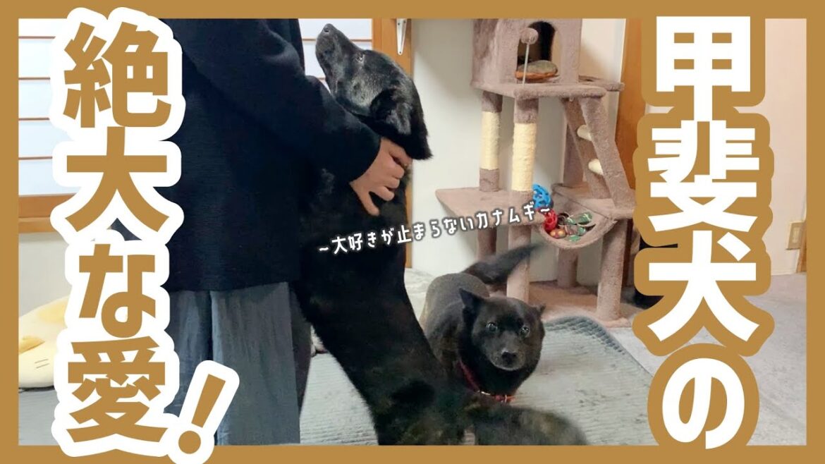 【甲斐犬】抱きつくように飼い主に愛を伝えてくる甘えんぼ甲斐犬たちが可愛すぎる！
