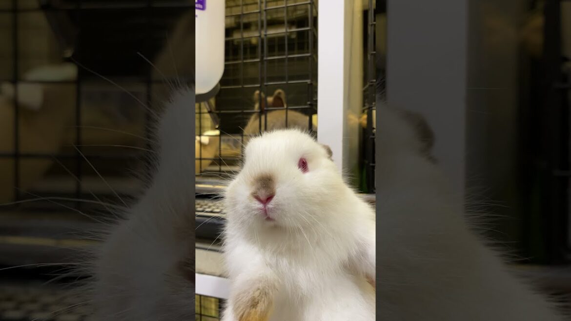 可愛いかわいいヒマラヤンカラーちゃん！＠うさぎのしっぽ吉祥寺店