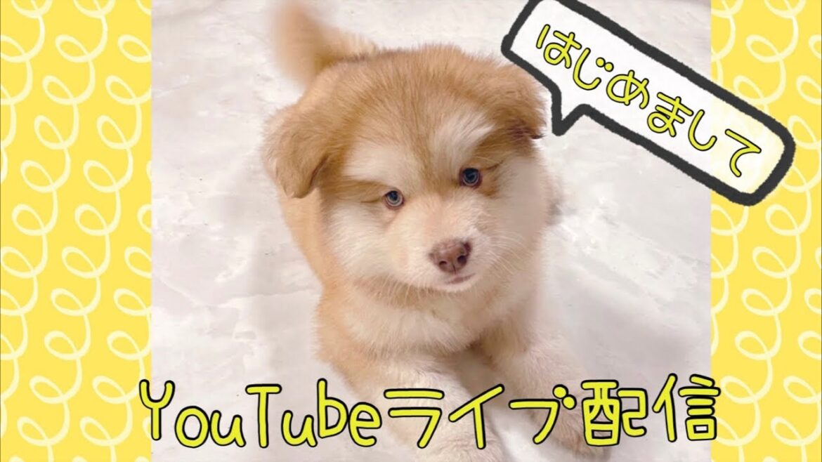 紅ちゃんお披露目ライブ配信！アラスカンマラミュート子犬