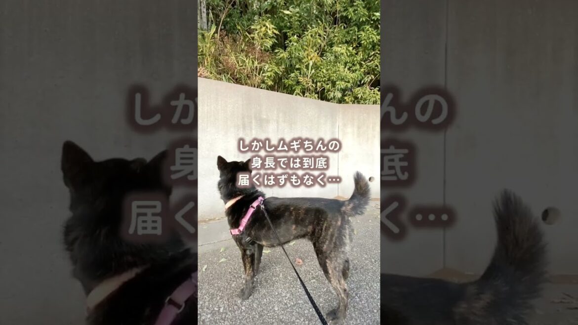 【甲斐犬】ど田舎を散歩中にツムギが〇〇を発見！✨
