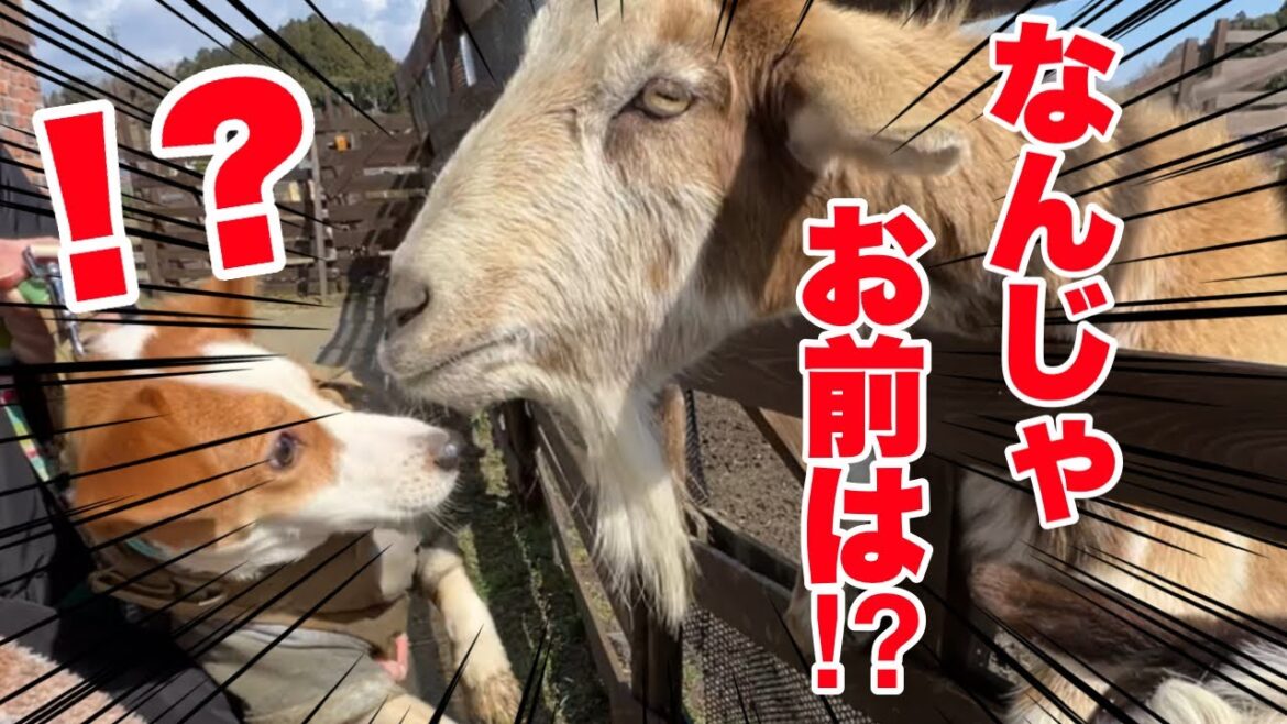【危機一髪】ヤギに近付き過ぎるとこうなります［しゃべる犬 ジャックラッセルテリア］