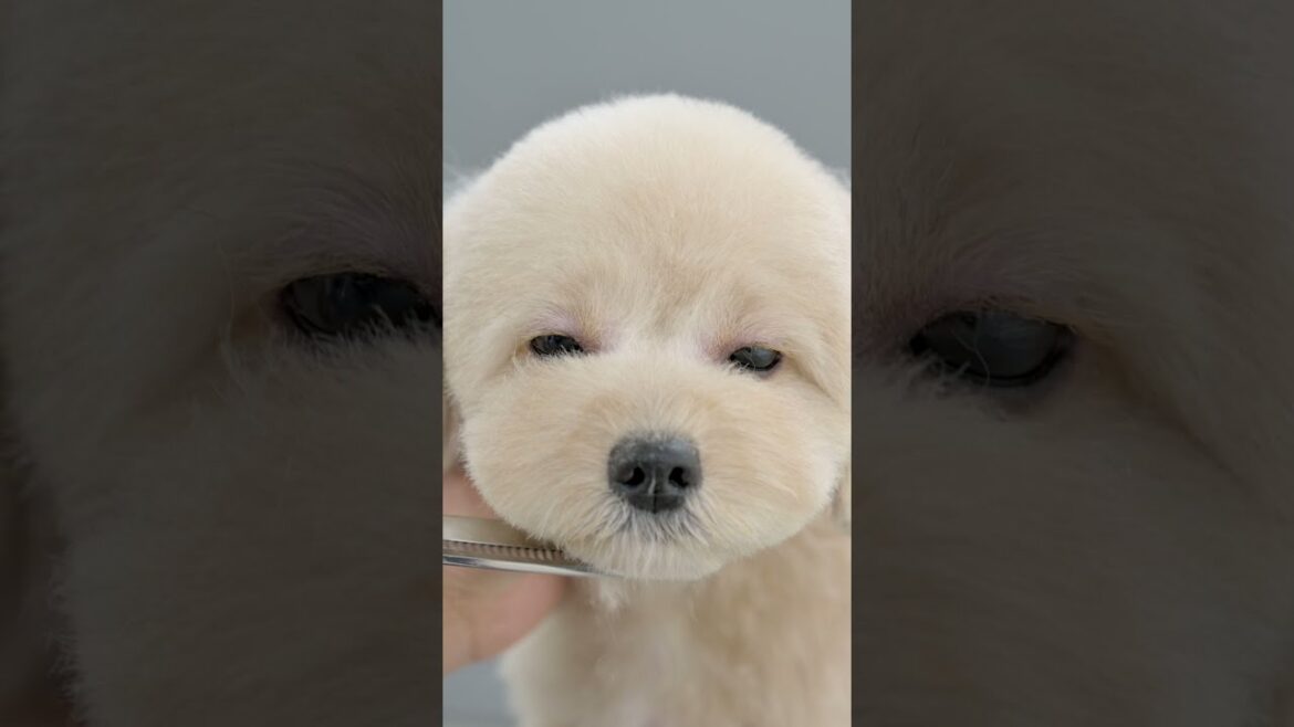 どんどん可愛くなっていくパピー #Shorts