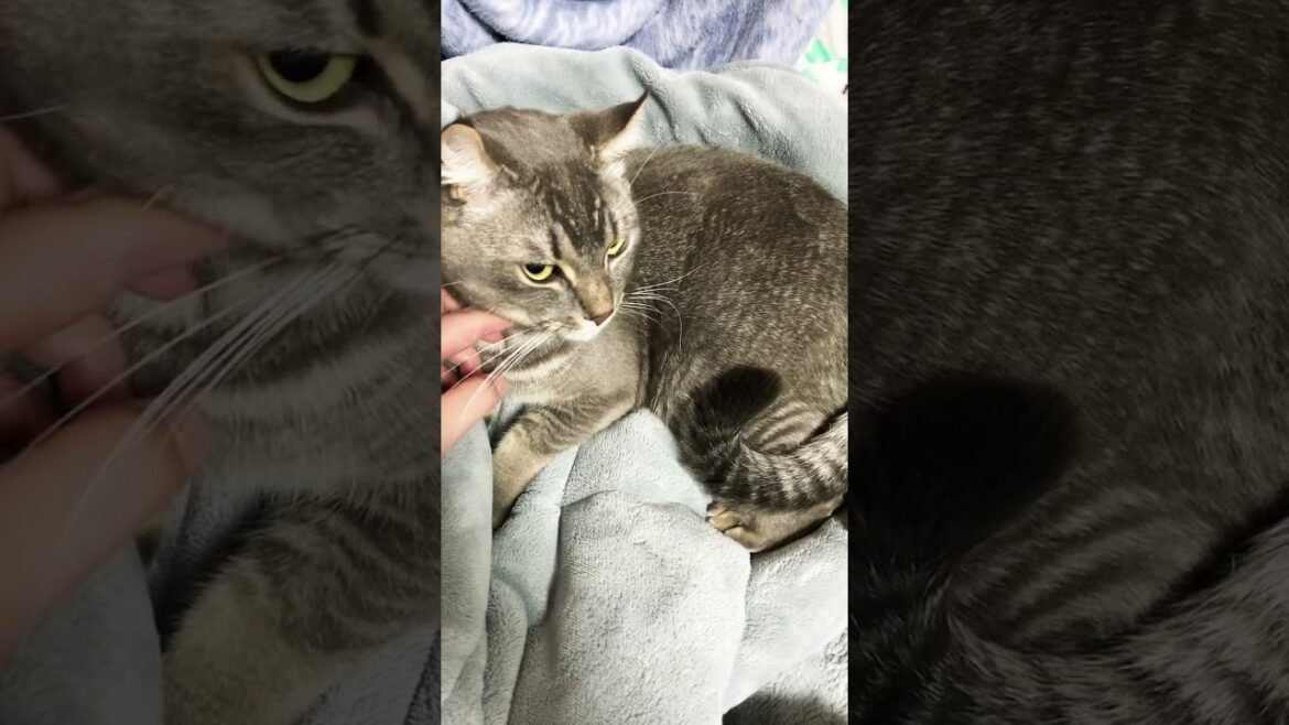 #ねこ 眠気に負ける  #アメリカンカール  #りお #ねこ 眠気に負ける  #アメリカンカール  #りお