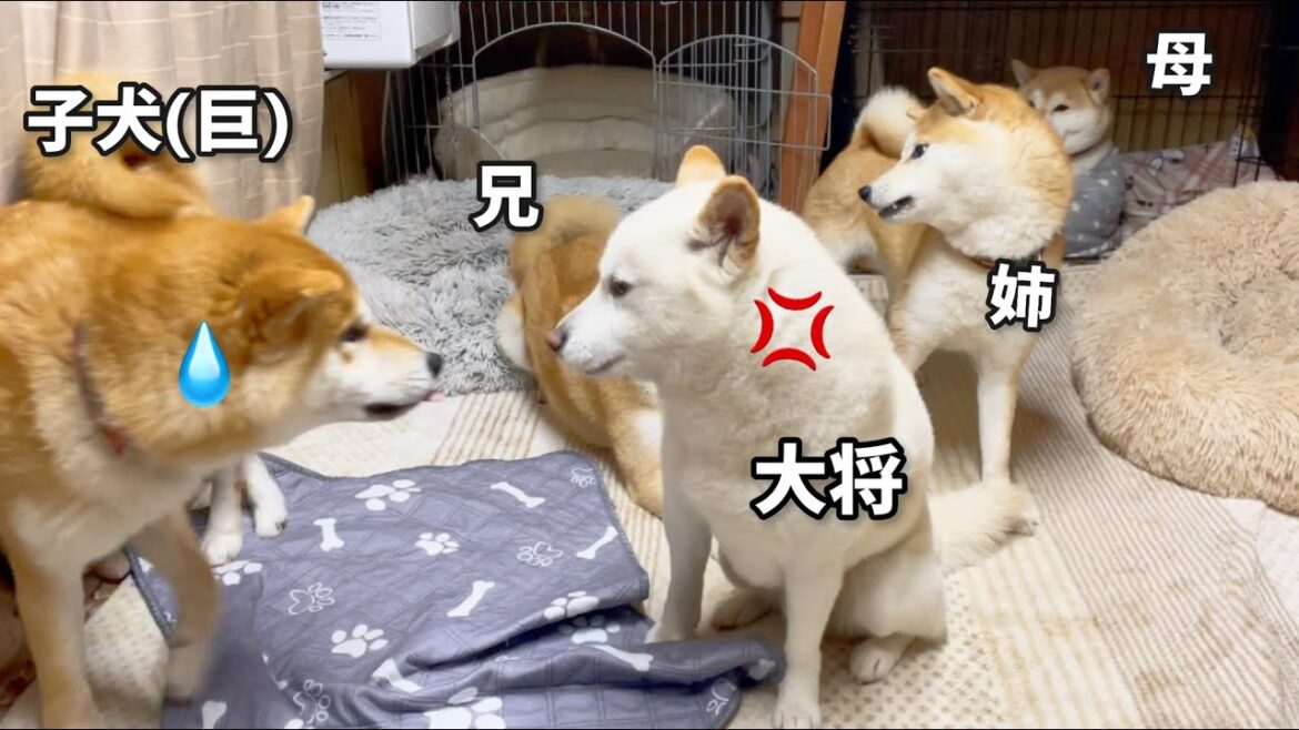 柴犬の縦社会の中で上手に生きてる子犬(巨)が賢くて健気www