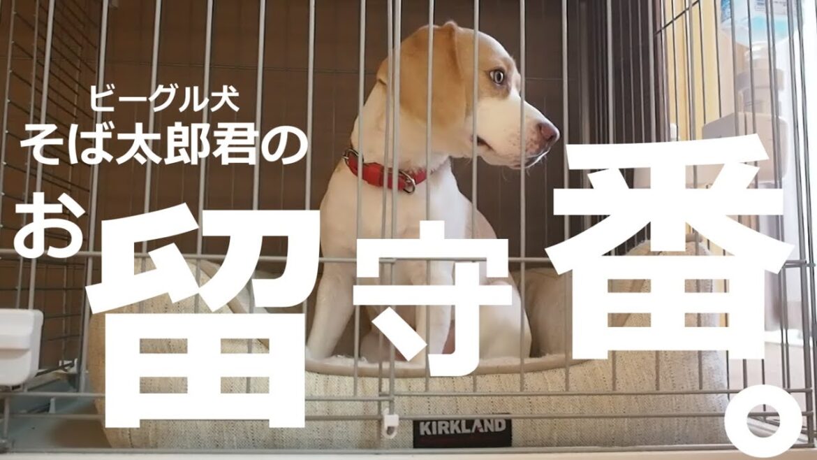 【ビーグル犬】そば太郎君のお留守番。 【ビーグル犬】そば太郎君のお留守番。