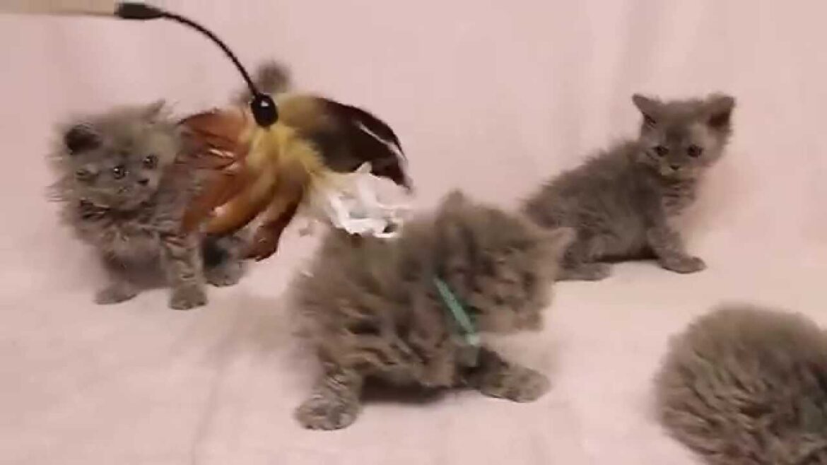 セルカークレックスの子猫たち Selkirk Rex Kittens