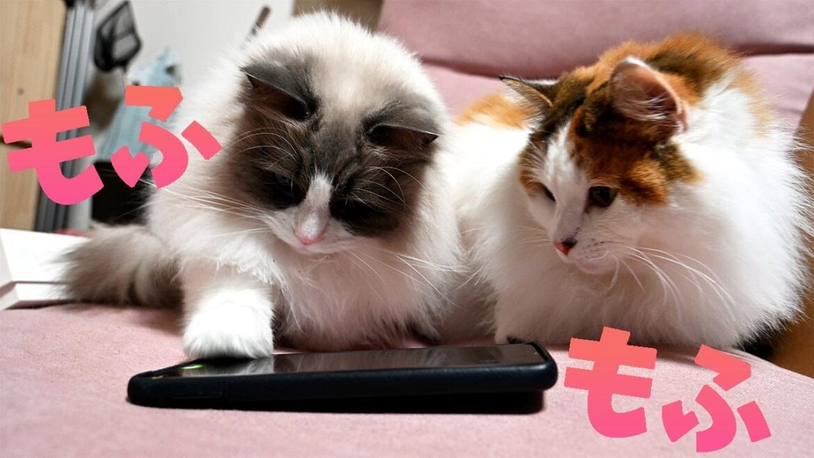 スマホが危ない!一緒に遊ぶラグードールとサイベリアンの性格は真逆です。