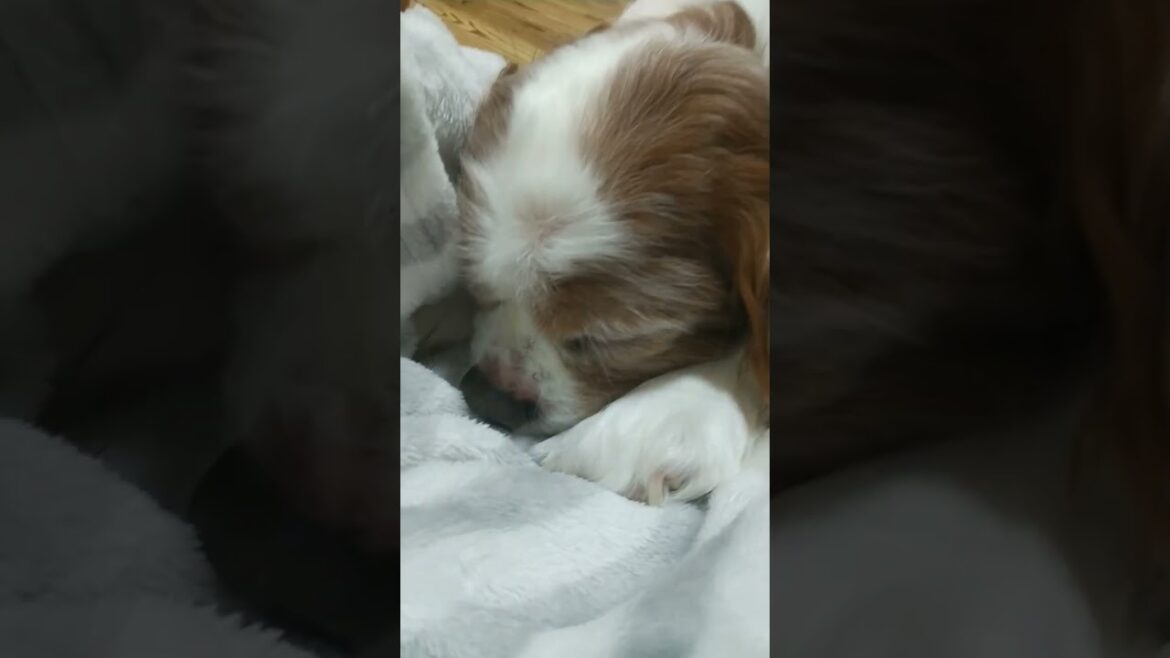 キャバリアキングチャールズスパニエル Cavalier King Charles Spaniel