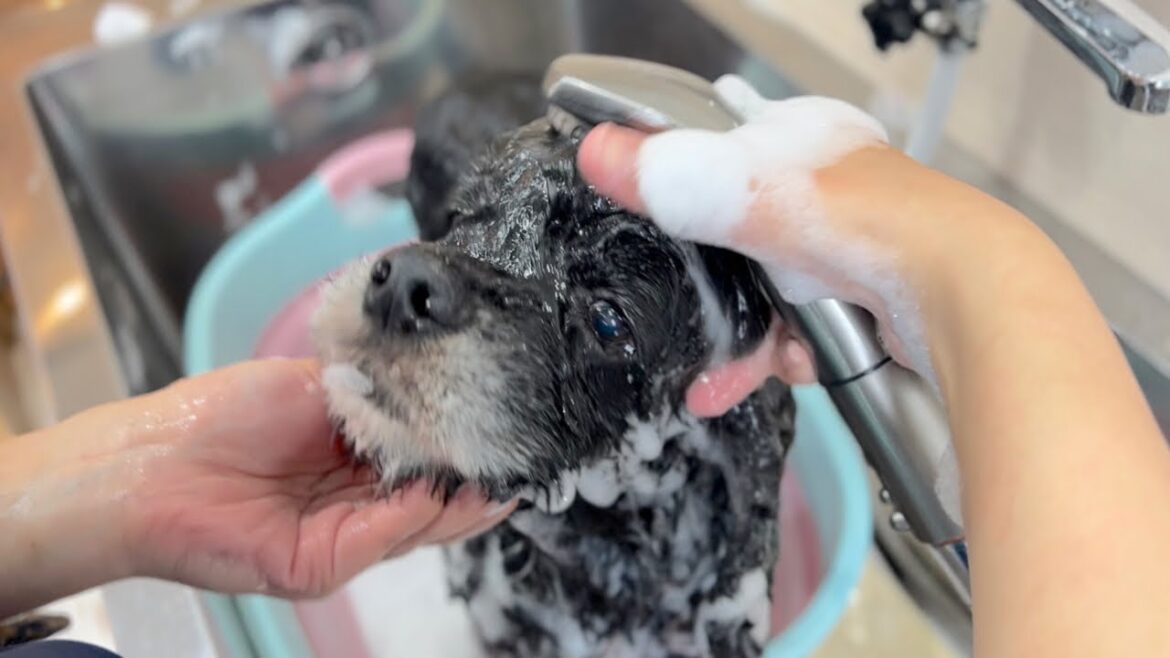 楽しそうに気持ち良くトリミングを受けてくれるアメリカンコッカースパニエル✂︎（ミリオンくん）