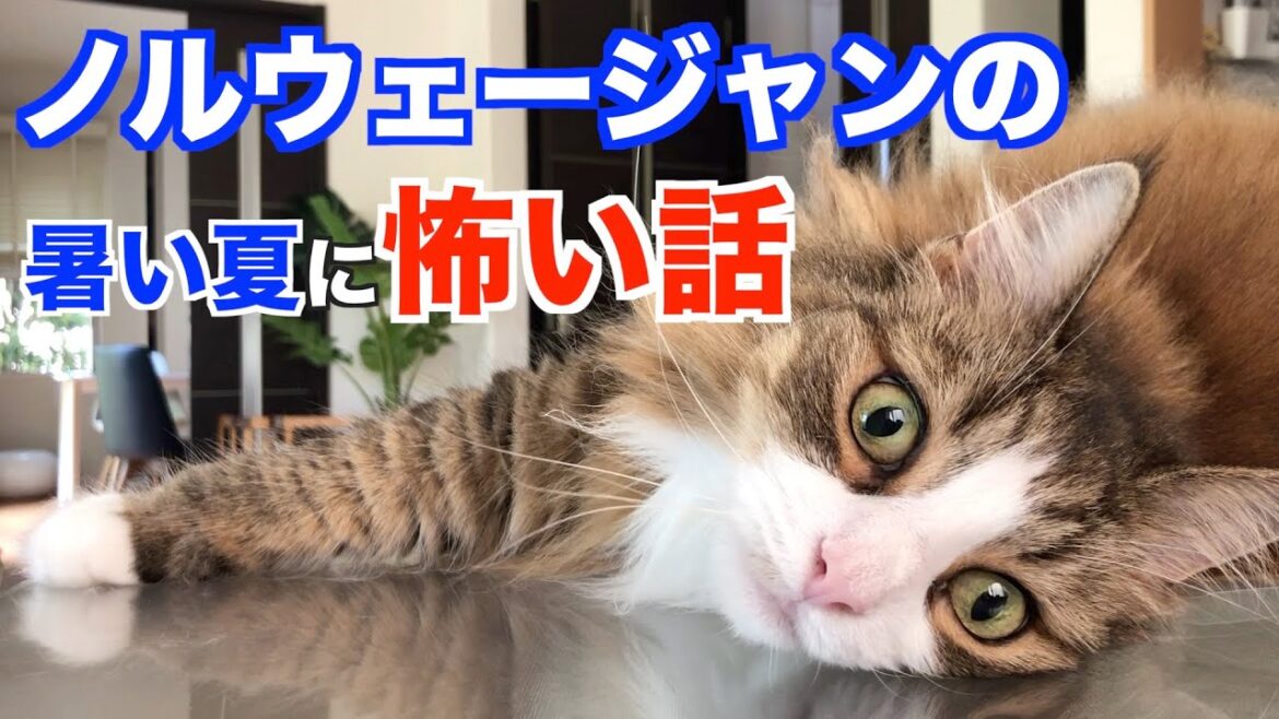【暑い夏に怖い話】ノルウェージャンフォレストキャットも参加 【暑い夏に怖い話】ノルウェージャンフォレストキャットも参加