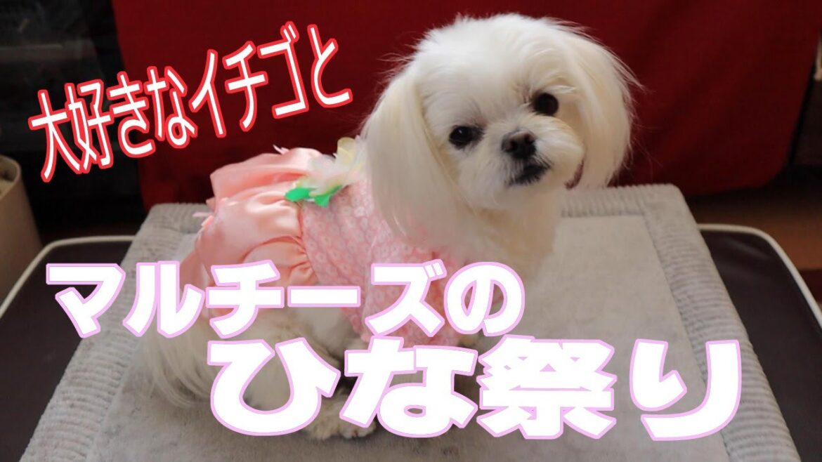 マルチーズが大好きなイチゴも食べてひな祭りを楽しんだらこうなりました。