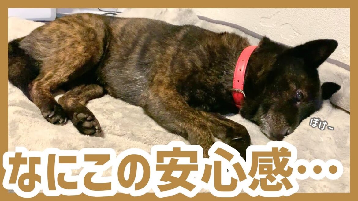 【甲斐犬】仲良しニャンズに囲まれてまどろむ穏やか甲斐犬が可愛い癒しの夜…! 【甲斐犬】仲良しニャンズに囲まれてまどろむ穏やか甲斐犬が可愛い癒しの夜…!