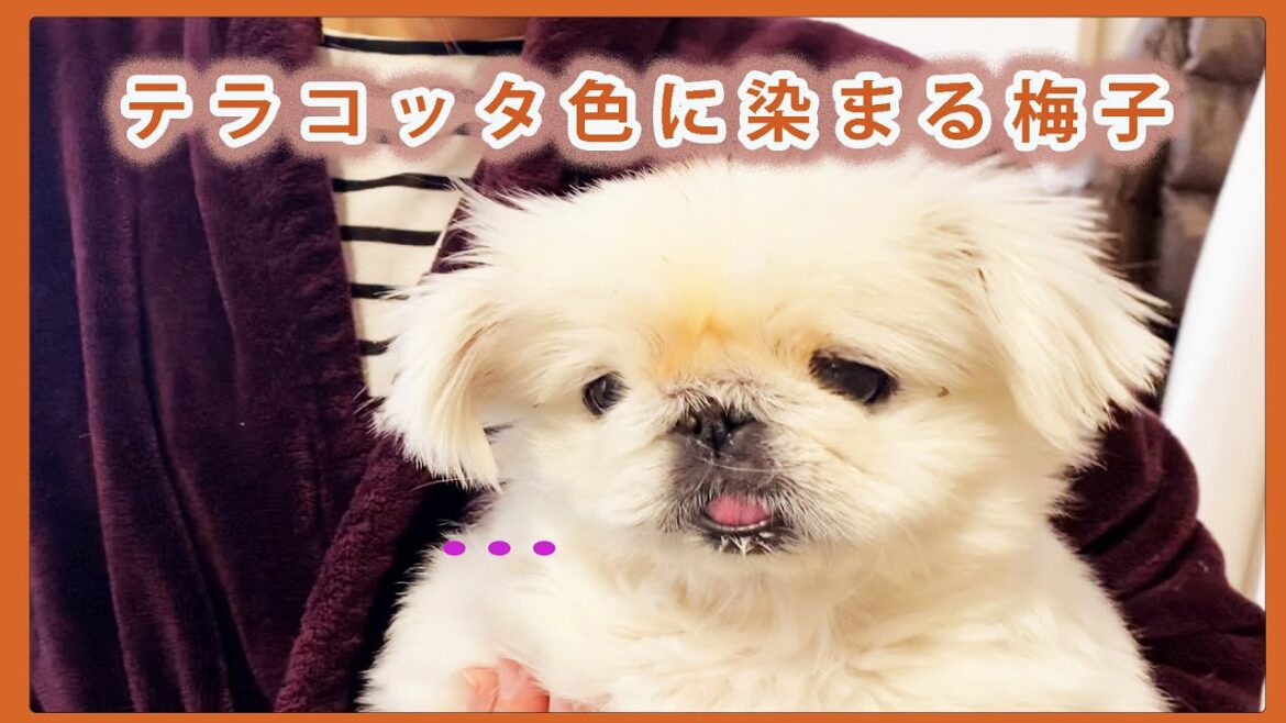 テラコッタ色に染まる梅子…