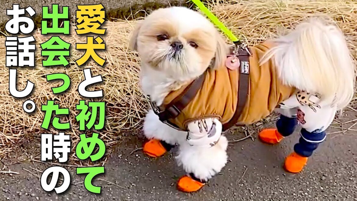 【シーズー】愛犬と初めて出会った時のお話し…ペットショップ店員さんの一言が忘れられない！【235】