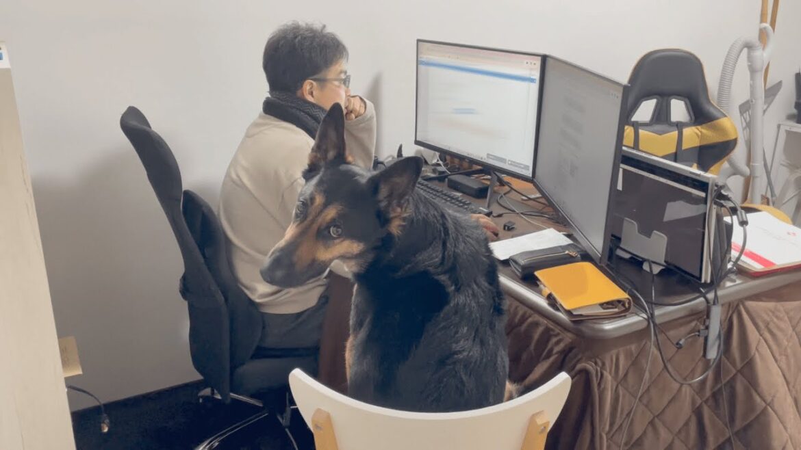 パソコンで作業してたら監視の目がめっちゃ鋭いｗ【ジャーマンシェパード】