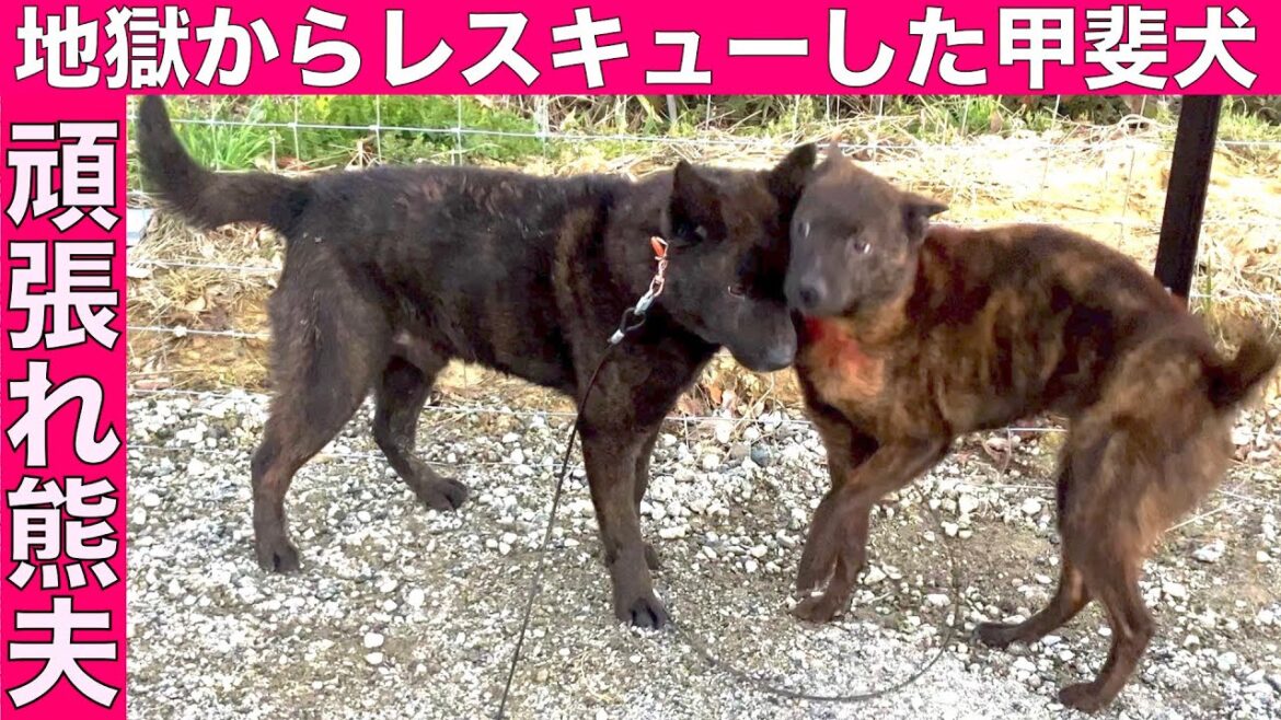 【悪魔の繁殖屋】レスキューした甲斐犬 熊夫くんが情緒不安定