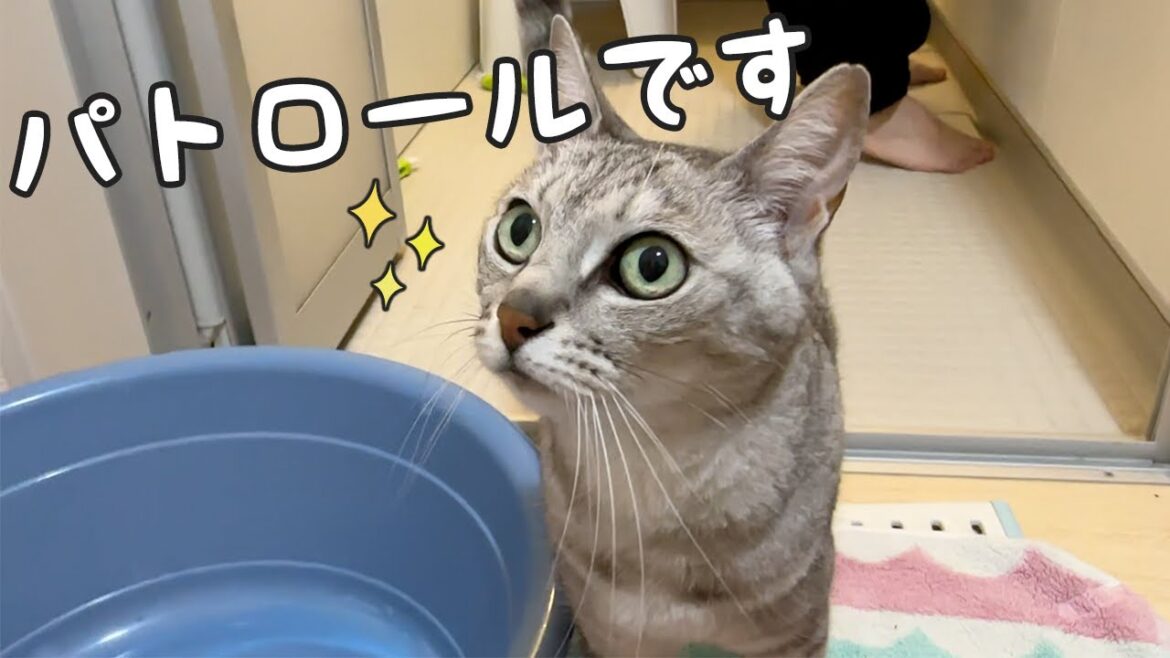 お風呂場が好きなマロちゃんとチロさん…！