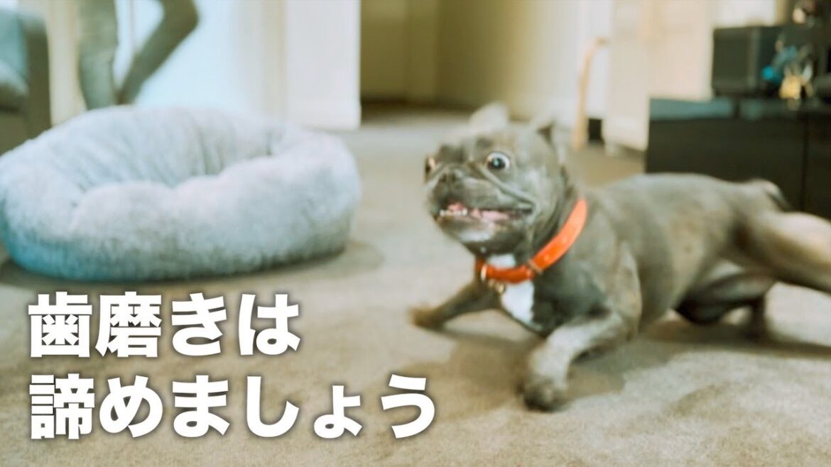 愛犬の歯磨き対策とノーリードデビュー【Costcoドッグカフェ】