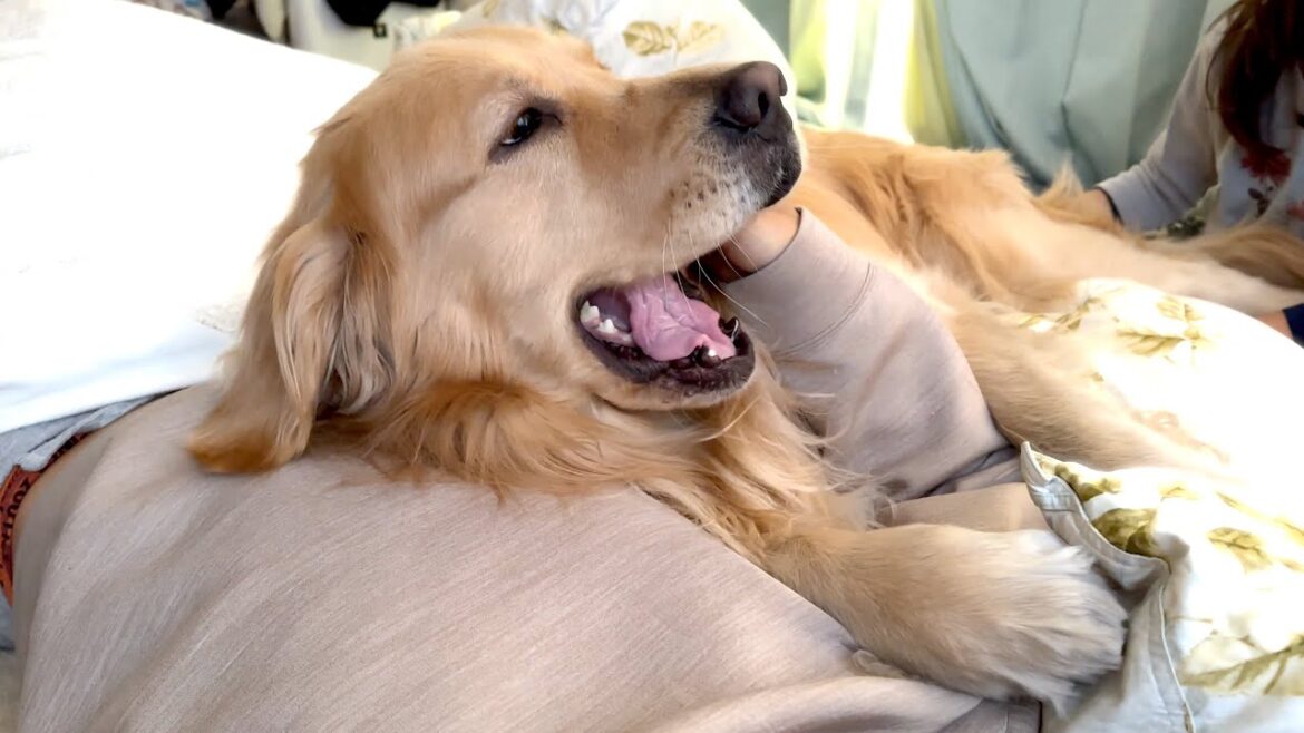 朝起こしにきたはずが、一緒に寝ようとしてくる愛犬
