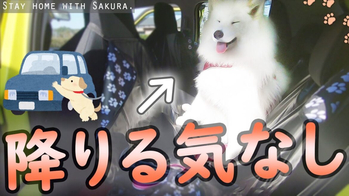 絶対に車から降りたくないサモエドさくら