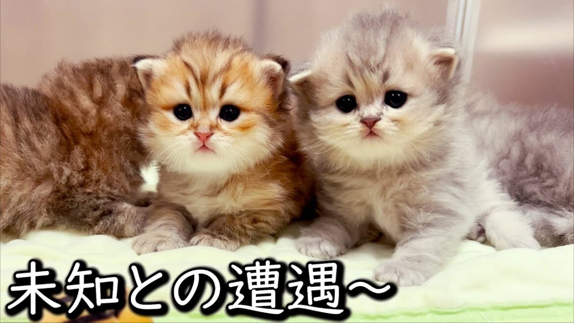 【ペルシャの子猫】未知との遭遇で固まるニャンコ達な件 ∼猫のいる生活Vol.634∼ 出産動画 マンチカン短足・ミヌエット・ペルシャ猫専門ブリーダー『ペット蔵人』【子猫の成長記録】