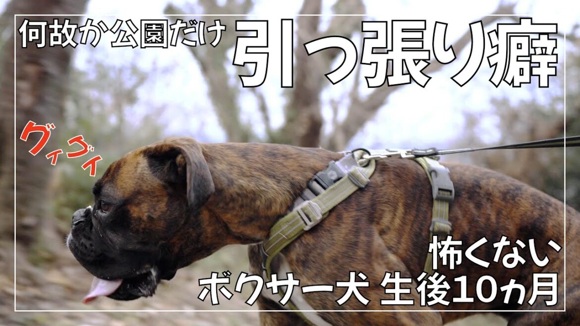 グイグイ引っ張るボクサー犬 子犬とのお出かけ【犬散歩 穴場 神奈川県衣笠山公園】