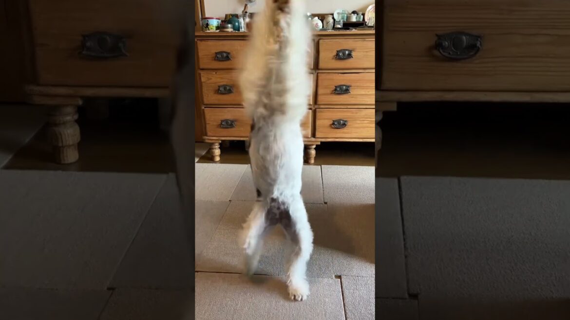 【shorts】ワイヤーフォックステリアの「ちょうだい」は・・激しい #shorts　#ワイヤーフォックステリア #犬 #dog #wirefoxterrier #ワイアーフォックステリア