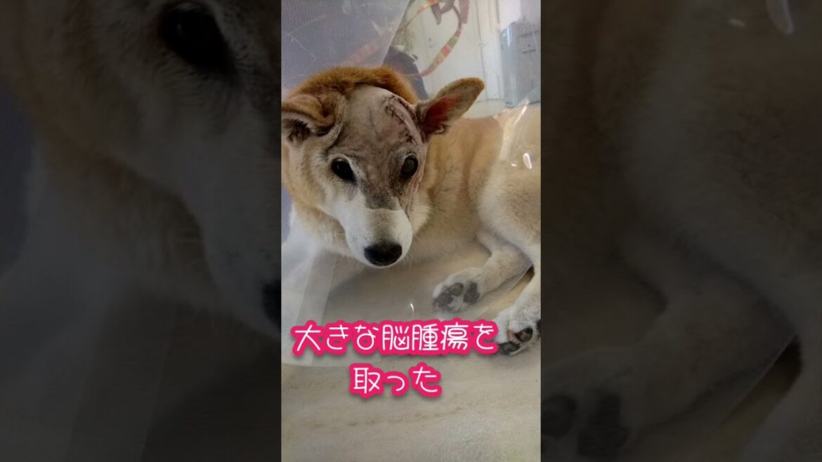 キズだらけでも可愛くてカッコ良かった愛娘 #柴犬 #老犬介護 #shorts