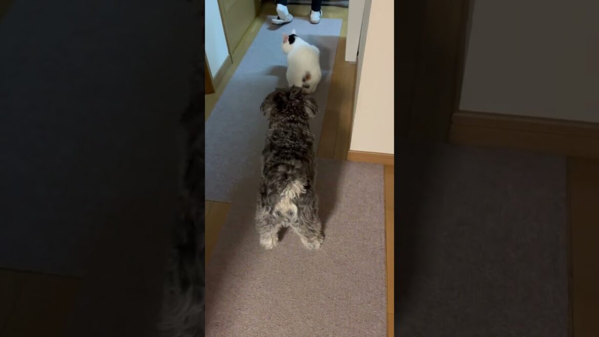 遊んでほしい犬のちょっかいのかけ方が可愛すぎる。#ミニチュアシュナウザー #shorts