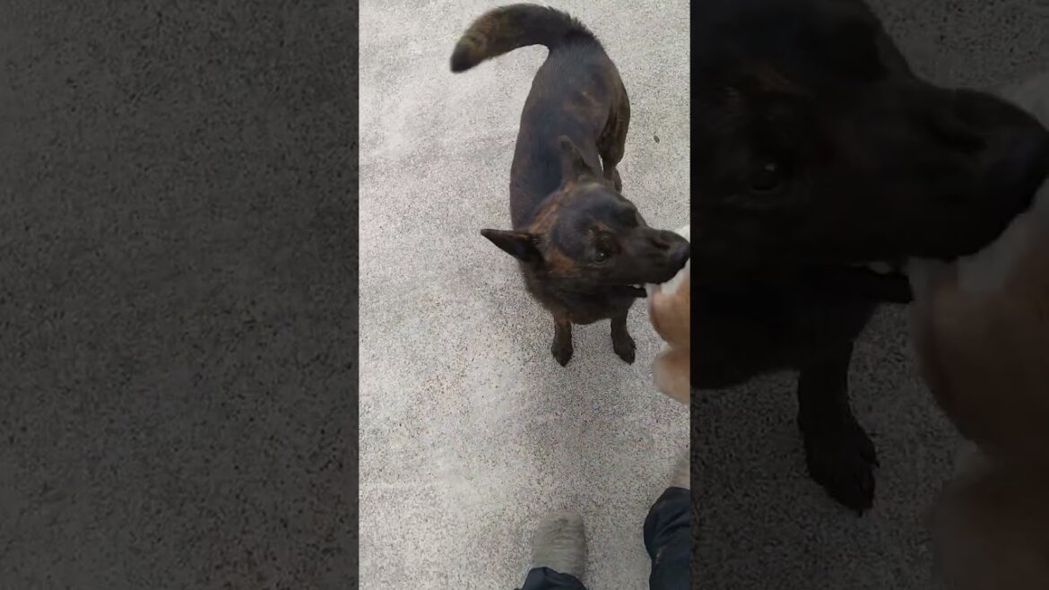 【アライグマ】を噛る【甲斐犬】 #甲斐犬 #猟犬 #松ごり #日本犬#日本犬物語