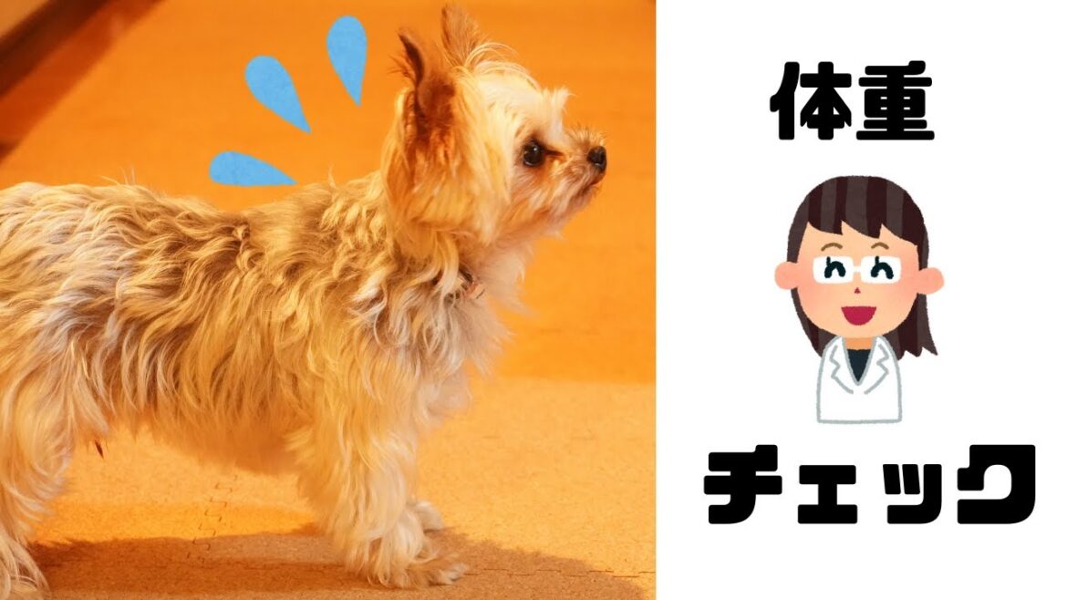 【ヨークシャーテリア】愛犬が適正体重なのかチェックしてみました！/Weight measurement
