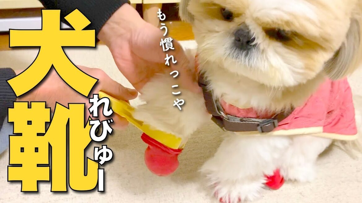 【シーズー】脱げにくいとウワサの?愛犬のお靴、一年履いてみた正直レビューだい!w【236】 【シーズー】脱げにくいとウワサの?愛犬のお靴、一年履いてみた正直レビューだい!w【236】